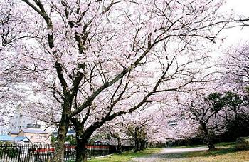 温泉公園 온천공원