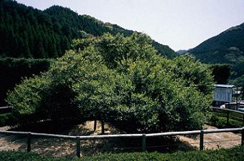 大茶樹 우레시노의 큰 차나무