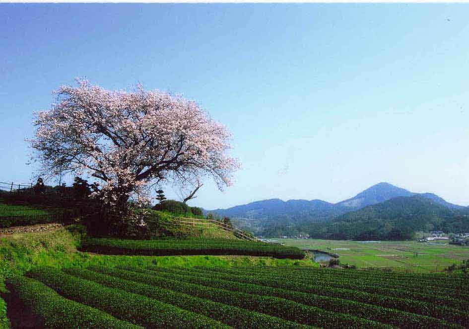 百年桜 백년사쿠라