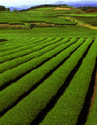 うれしの茶畑の写真
