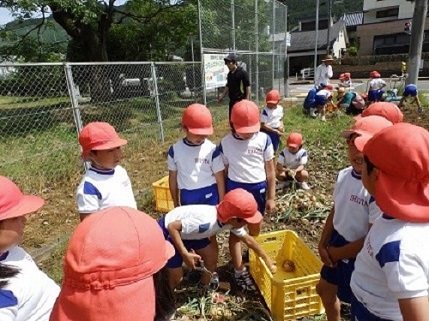 小学校で玉ねぎ収穫作業画像