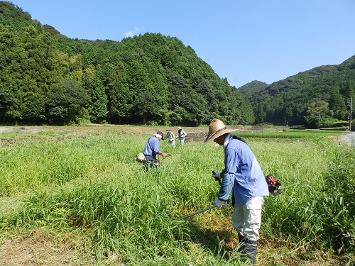 ソバ栽培