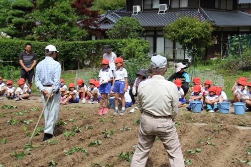 芋苗植え付け写真